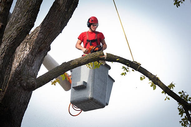 Best Commercial Tree Services  in Lemont, IL